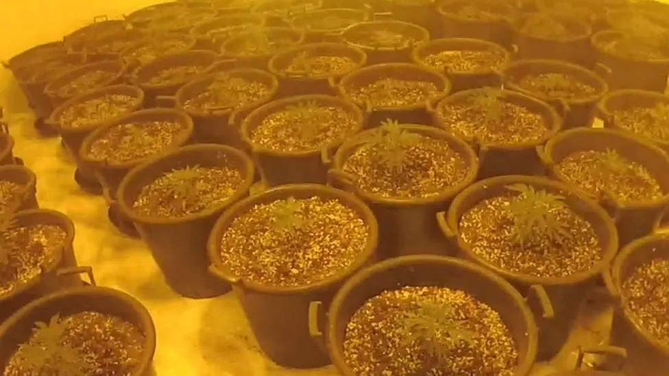 Behind Bars: £2m Gloucester Cannabis Factory Unearthed