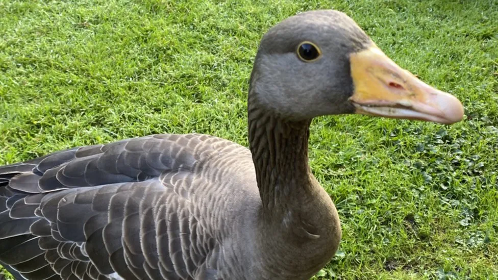 Goose Search in Suffolk