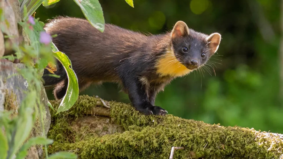 Pine Marten Revival in the South East