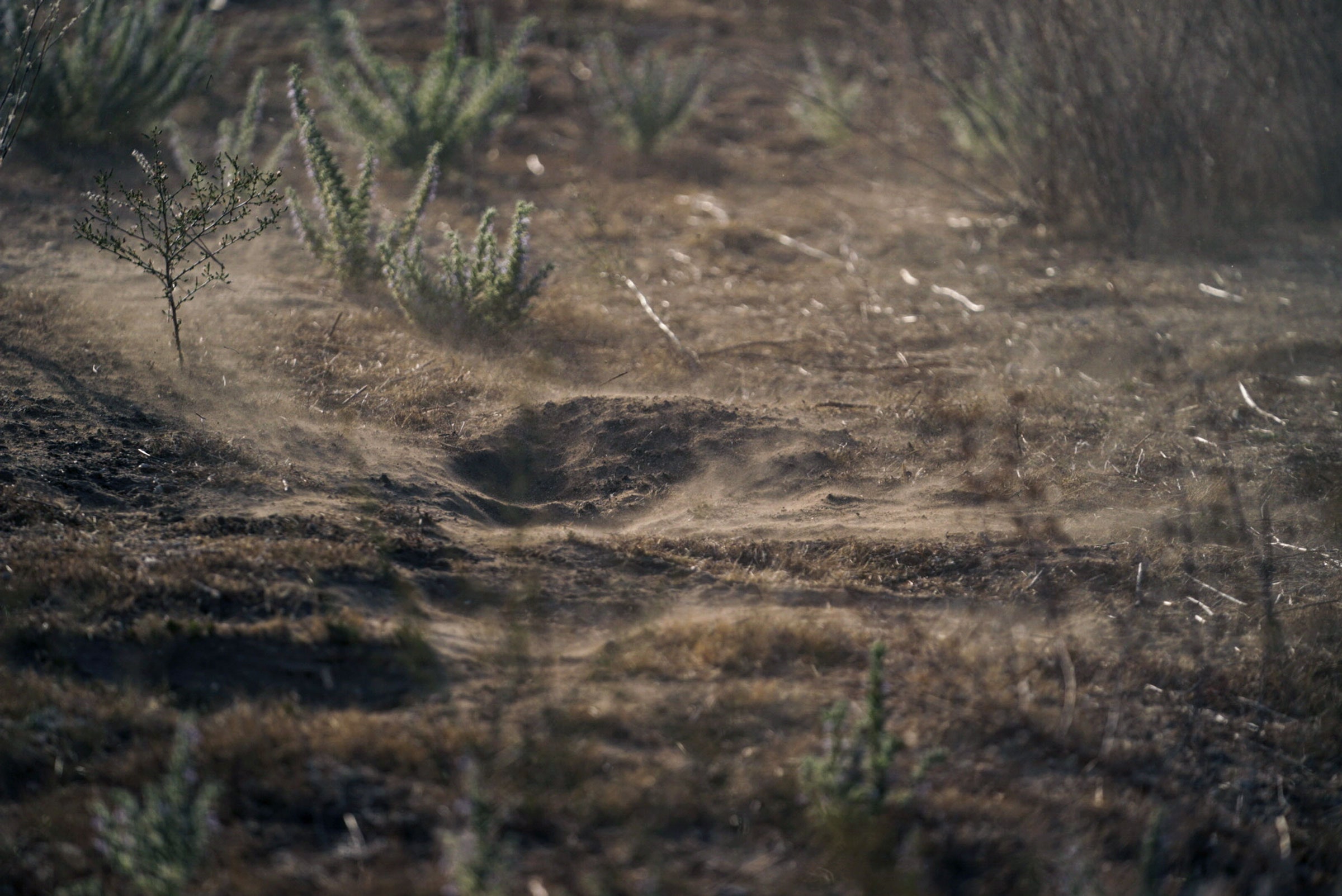 Fungal Epidemic in California’s Rain