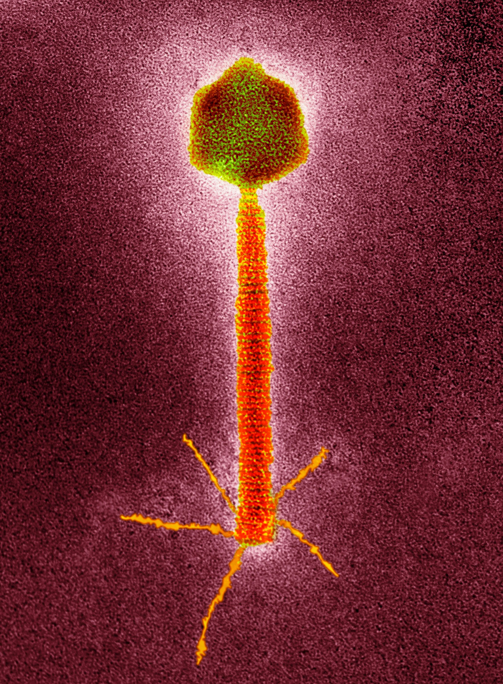 Zombie Bacteria vs. Wastewater Virus